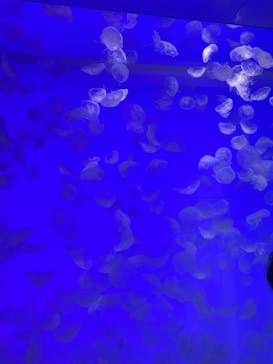 アクアワールド茨城県大洗水族館に投稿された画像（2024/8/14）