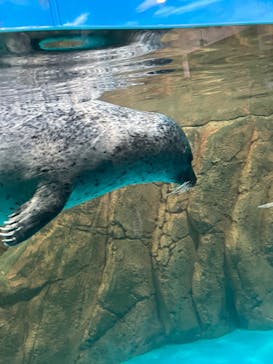 しながわ水族館に投稿された画像（2024/8/14）