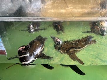 しながわ水族館に投稿された画像（2024/8/14）