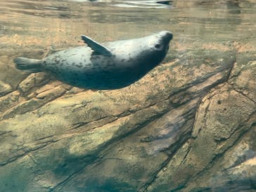 しながわ水族館に投稿された画像（2024/8/14）