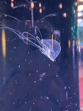 しながわ水族館に投稿された画像（2024/8/14）