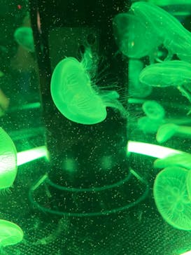 しながわ水族館に投稿された画像（2024/8/14）