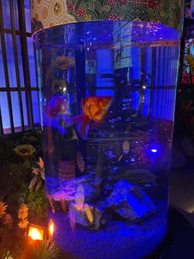 NARA KINGYO MUSEUMに投稿された画像（2024/8/14）