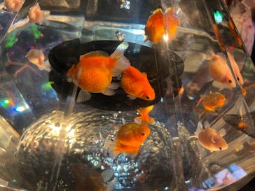 NARA KINGYO MUSEUMに投稿された画像（2024/8/14）