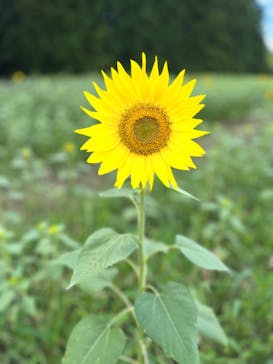 猪苗代ハーブ園に投稿された画像（2024/8/14）