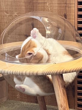 猫カフェモカ　原宿店に投稿された画像（2024/8/14）