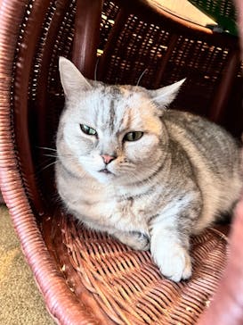 猫カフェモカ　原宿店に投稿された画像（2024/8/14）