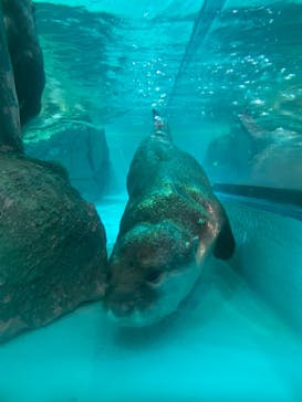しながわ水族館に投稿された画像（2024/8/14）