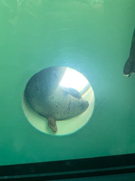 しながわ水族館に投稿された画像（2024/8/14）
