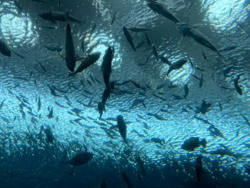 上越市立水族博物館 うみがたりに投稿された画像（2024/8/14）