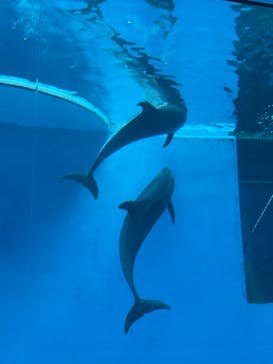 上越市立水族博物館 うみがたりに投稿された画像（2024/8/14）