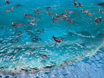 上越市立水族博物館 うみがたりに投稿された画像（2024/8/14）