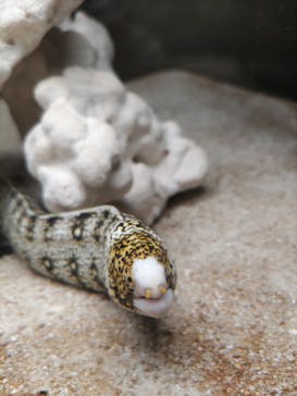 横浜開運水族館 フォーチュンアクアリウムに投稿された画像（2024/8/14）
