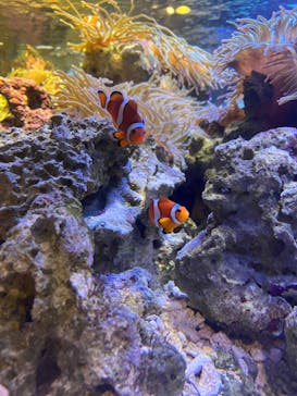 しながわ水族館に投稿された画像（2024/8/14）