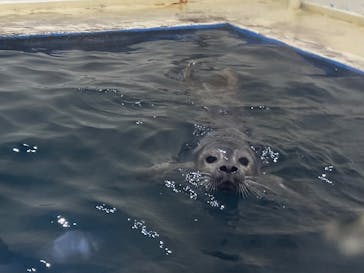 伊豆・三津シーパラダイスに投稿された画像（2024/8/14）