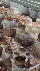 サンコウファームに投稿された画像（2024/8/14）