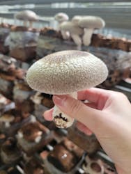 サンコウファームに投稿された画像（2024/8/14）