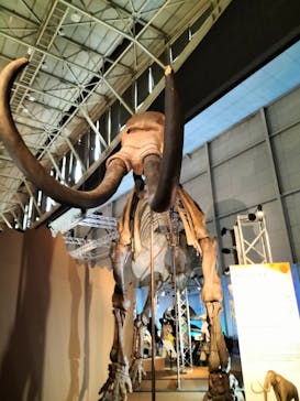 巨大恐竜展2024に投稿された画像（2024/8/14）