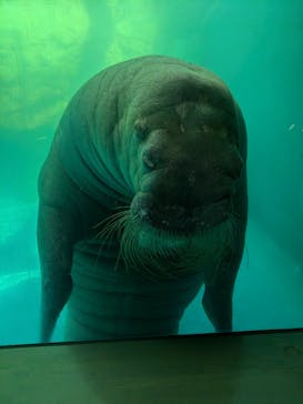 大分マリーンパレス水族館 「うみたまご」に投稿された画像（2024/8/14）
