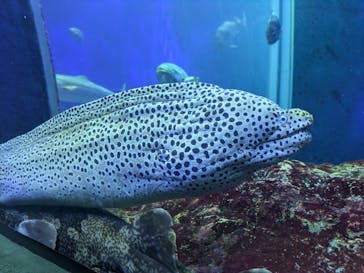 大分マリーンパレス水族館 「うみたまご」に投稿された画像（2024/8/14）