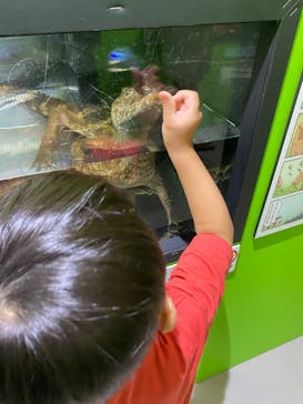 ゆるゆる図鑑　アマゾン展に投稿された画像（2024/8/14）