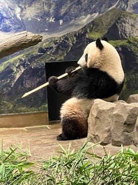 恩賜上野動物園に投稿された画像（2024/8/14）