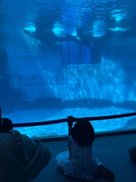 京都水族館に投稿された画像（2024/8/14）