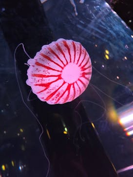 マクセル アクアパーク品川に投稿された画像（2024/8/14）