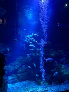 京都鉄道博物館×京都水族館に投稿された画像（2024/8/14）