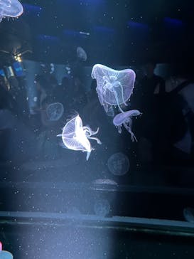 京都鉄道博物館×京都水族館に投稿された画像（2024/8/14）