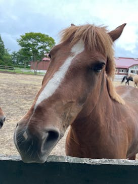 ノーザンホースパークに投稿された画像（2024/8/14）