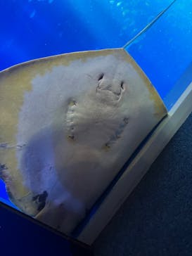 のとじま水族館に投稿された画像（2024/8/14）