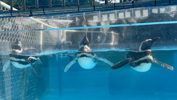 のとじま水族館に投稿された画像（2024/8/14）
