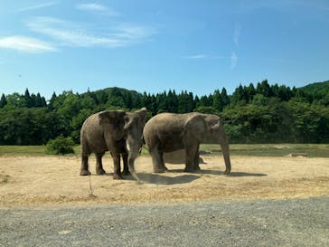 秋吉台自然動物公園 サファリランドに投稿された画像（2024/8/14）