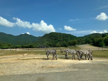 秋吉台自然動物公園 サファリランドに投稿された画像（2024/8/14）