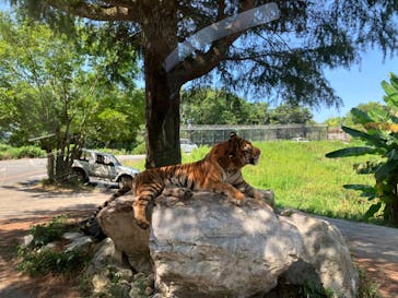 秋吉台自然動物公園 サファリランドに投稿された画像（2024/8/14）
