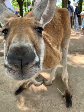 秋吉台自然動物公園 サファリランドに投稿された画像（2024/8/14）