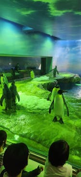 島根県立 しまね海洋館に投稿された画像（2024/8/14）