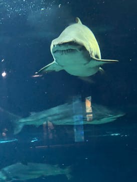 アクアワールド茨城県大洗水族館に投稿された画像（2024/8/14）