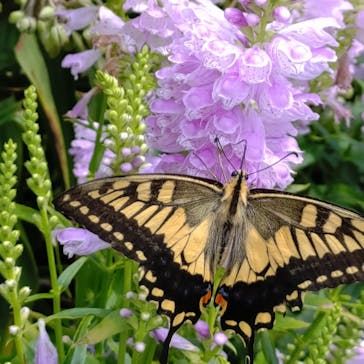 びわ湖バレイに投稿された画像（2024/8/14）