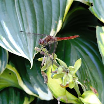 びわ湖バレイに投稿された画像（2024/8/14）