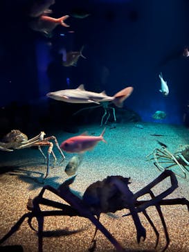 アクアワールド茨城県大洗水族館に投稿された画像（2024/8/14）