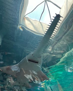 マクセル アクアパーク品川に投稿された画像（2024/8/14）