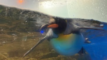 マクセル アクアパーク品川に投稿された画像（2024/8/14）