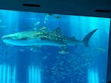 沖縄美ら海水族館に投稿された画像（2024/8/14）