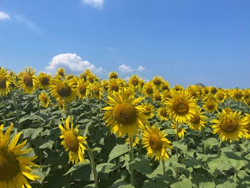 淡路ファームパーク イングランドの丘に投稿された画像（2024/8/14）