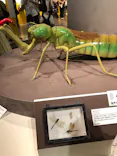 特別展「昆虫 MANIAC」（国立科学博物館）に投稿された画像（2024/8/14）