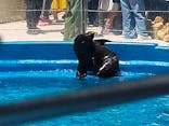 大分マリーンパレス水族館 「うみたまご」に投稿された画像（2024/8/14）