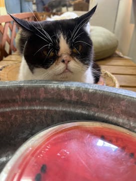 那須どうぶつ王国に投稿された画像（2024/8/14）