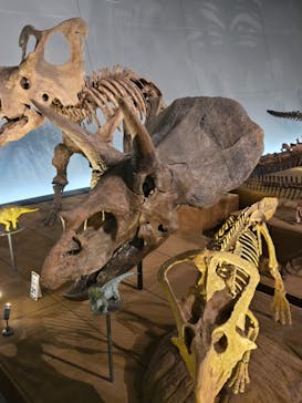 福井県立恐竜博物館に投稿された画像（2024/8/14）